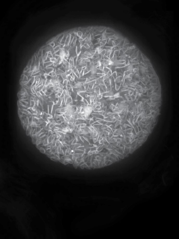 Partially formed sporozotets