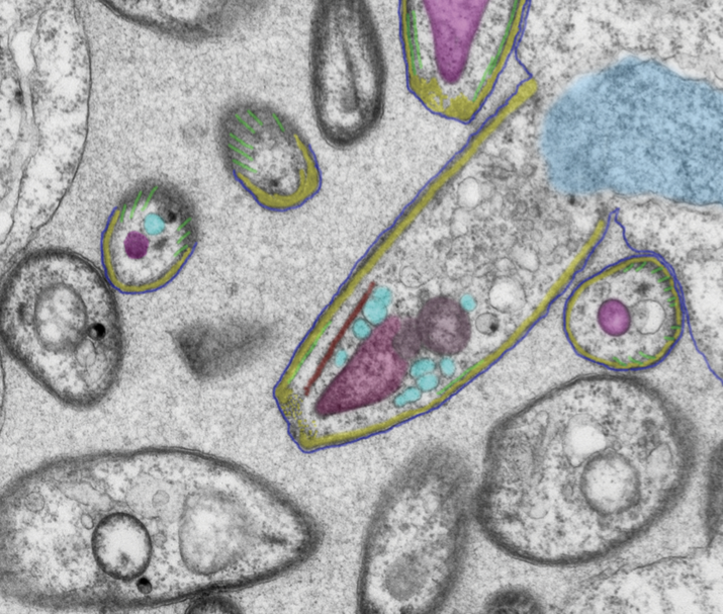 Sporozoites form within an oocyst