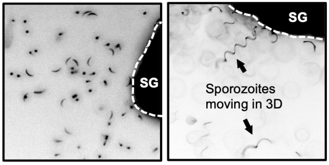 TP22_FF_sporozoites 3D